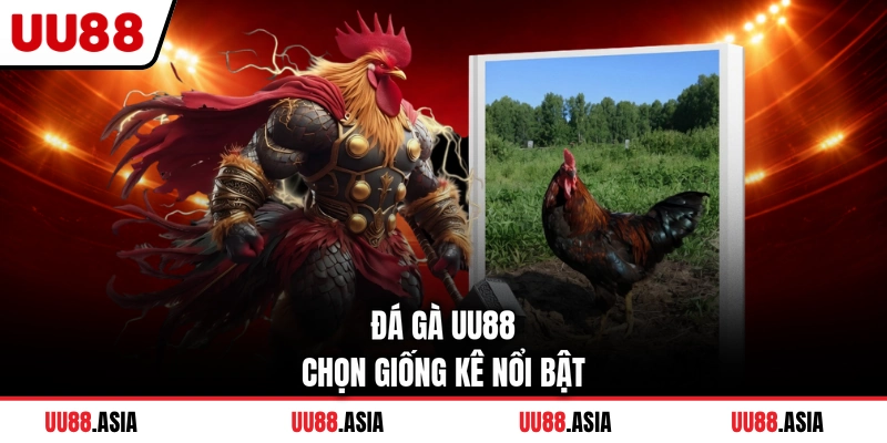 Đá gà UU88 chọn giống kê nổi bật